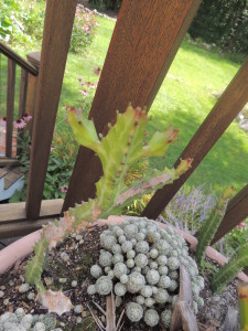 Euphorbia Lactea