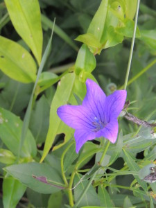 Obligatory Platycodon closeup