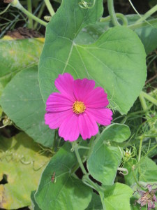 Cosmos amidst Swan Gourd Leaves