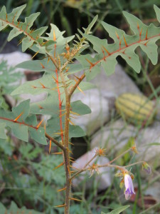 Porcupine Tomato