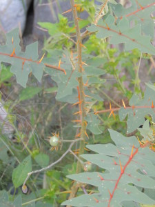 Porcupine Tomatoes on the vine