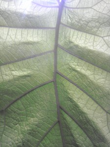 Backside of Lulo Leaf