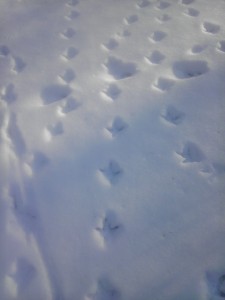 Turkey Tracks