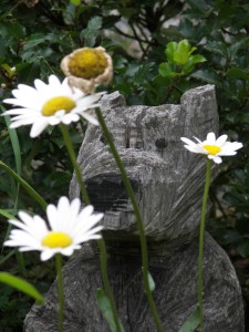 Bear Dog with Daisies2