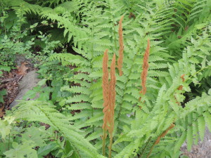 Fern Flowers