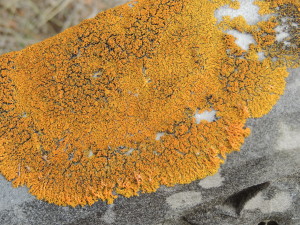 Orange Lichen