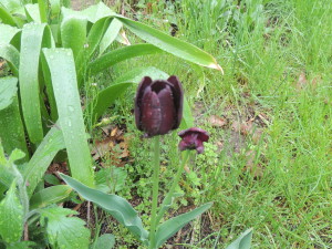 Purple Tulip