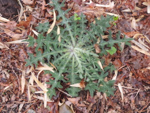 Thistle