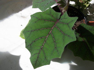 Naranjilla leaf