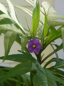Solanum Aviculare Flower