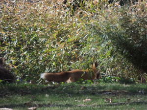 Fox in bamboo
