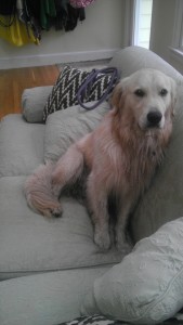Acorn Hound