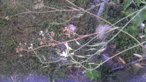 Radish Seed pods