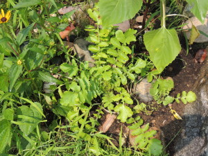 Radish early in Summer