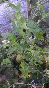 Radish mass