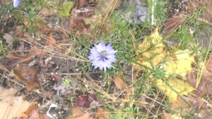 Blue Flower