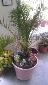Palm