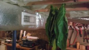 Drying Tobacco 2