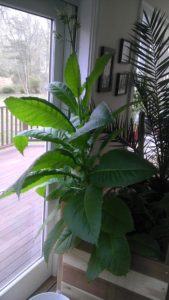 Tobacco plant